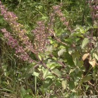 Ocimum tenuiflorum L.